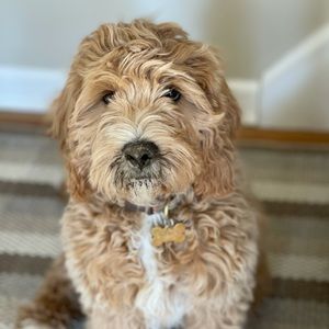 Meet your Posher, Rosanna